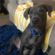 Rocky (Pit Bull) - gray Pit puppy