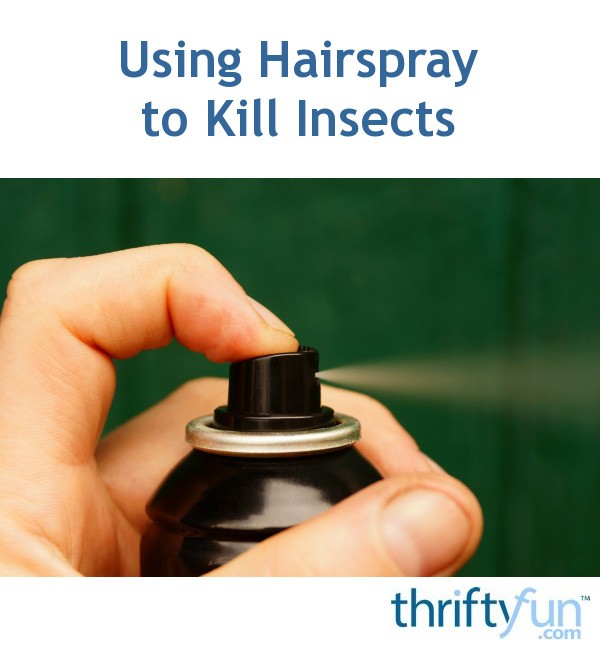 Using Hairspray to Kill Insects ThriftyFun