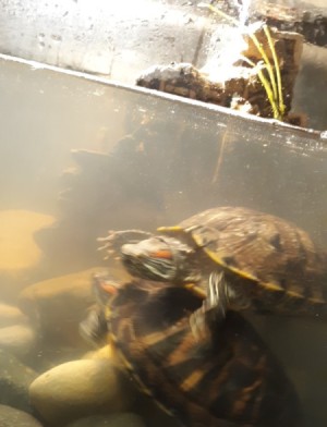 Cloudy Water in Turtle Tank - two turtles in tank