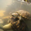 Cloudy Water in Turtle Tank - two turtles in tank