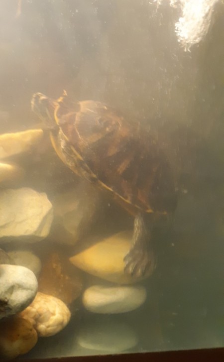Cloudy Water in Turtle Tank