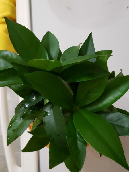 Identifying a Houseplant