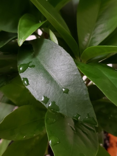 Identifying a Houseplant