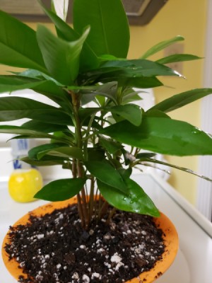 Identifying a Houseplant - multi stemmed plant with medium green leaves