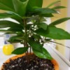 Identifying a Houseplant - multi stemmed plant with medium green leaves