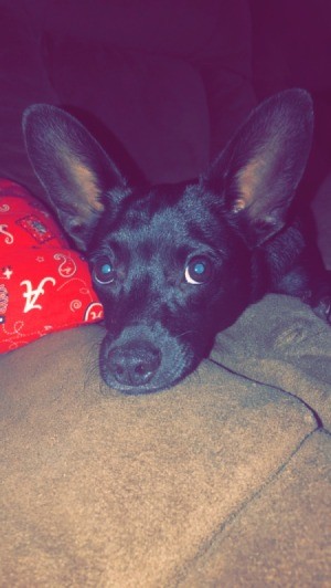 What Breed Is My Dog? - black dog with large ears
