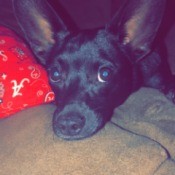 What Breed Is My Dog? - black dog with large ears