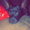 What Breed Is My Dog? - black dog with large ears