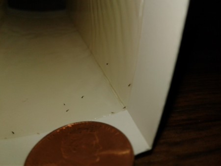 Identifying Tiny Black Bugs