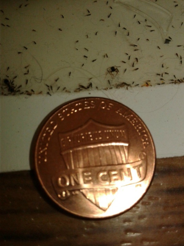 Tiny Black Bugs In Chicken Co Op