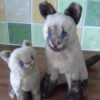 Identifying a Stuffed Toy - stuffed toy Siamese cats