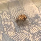 Identifying a Bug - tan and brown bug with two black eye spots