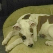 What Breed Is My Dog? - white dog with brown patches