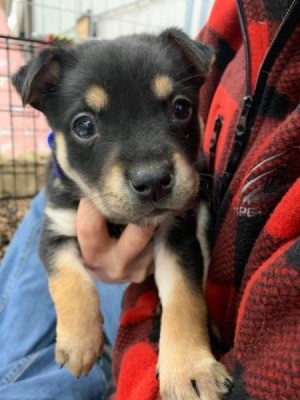 What Breed Is This Puppy? - black and tan puppy