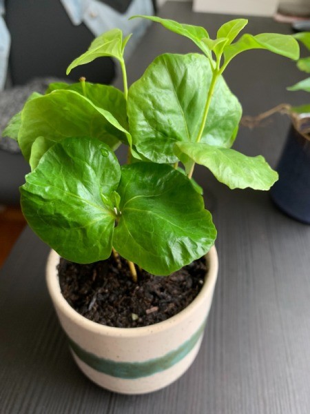 Identifying a Houseplant - foliage houseplant with medium green leaves that are slightly round in shape