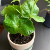 Identifying a Houseplant - foliage houseplant with medium green leaves that are slightly round in shape
