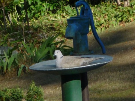 Dove Having a Bath - dove in a homemade bird bath