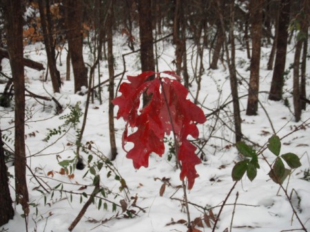 Red Oak Leaves - against a snowy woods