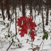 Red Oak Leaves - against a snowy woods