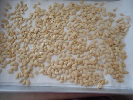 Pumpkin seeds on paper towel on tray
