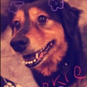 Cookie (Rotti-Shepherd Mix) - closeup of a black and tan mix breed dog