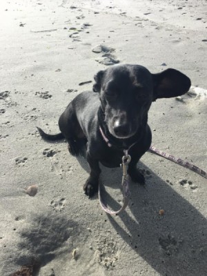 Is My Dog a Chihuahua/Dachshund Mix? - small black dog with one ear sticking out to the side