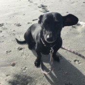 Is My Dog a Chihuahua/Dachshund Mix? - small black dog with one ear sticking out to the side