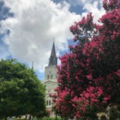 St. Louis Cathedral in background, with crape myrtle
