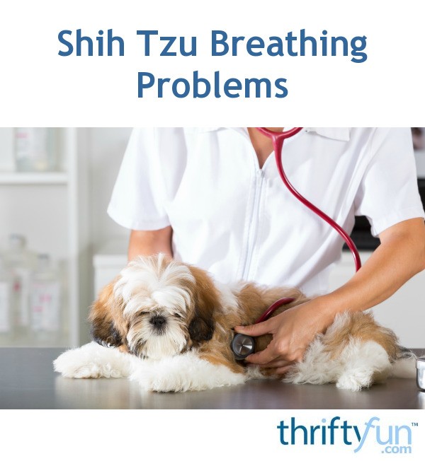 Shih Tzu Breathing Problems ThriftyFun