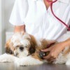 vet using a stethoscope on a dog