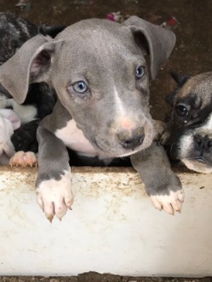 Is This Puppy a Full Blooded Pit Bull? - grey and white puppy