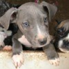 Is This Puppy a Full Blooded Pit Bull? - grey and white puppy