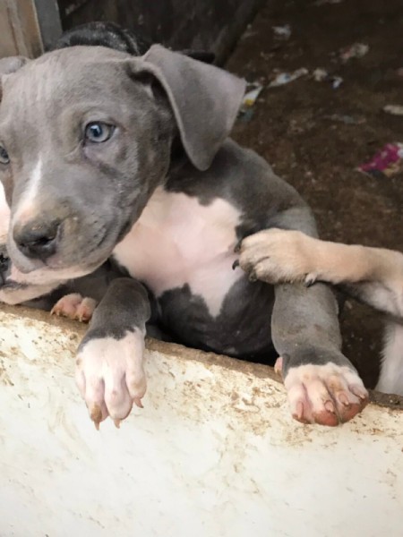 Is This Puppy a Full Blooded Pit Bull?