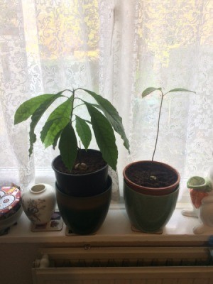 Avocado from Seed Is Growing Tall and Spindly - avocado plant growing from a seed with two leaves on top