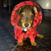 Twix (Dachshund/Chihuahua) - cute puppy in Spiderman outfit