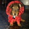 Twix (Dachshund/Chihuahua) - cute puppy in Spiderman outfit