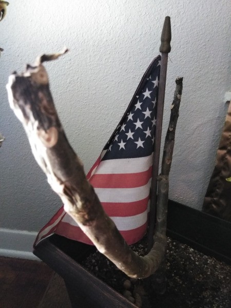 Avocado Tree Left Out in Freezing Weather - dead looking potted tree