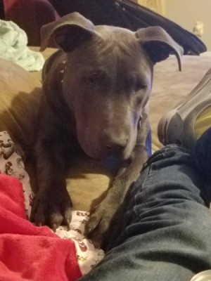 Is My Dog a Full Blood Pit Bull?