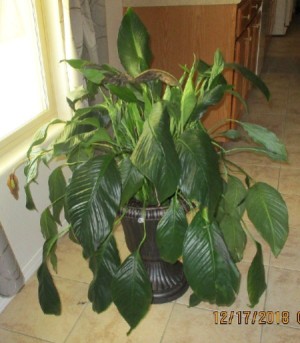 Identifying a Houseplant - peace plant