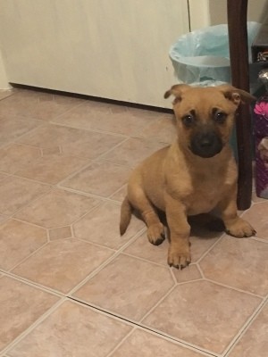 What Breed Is My Dog? - brown puppy with dark muzzle