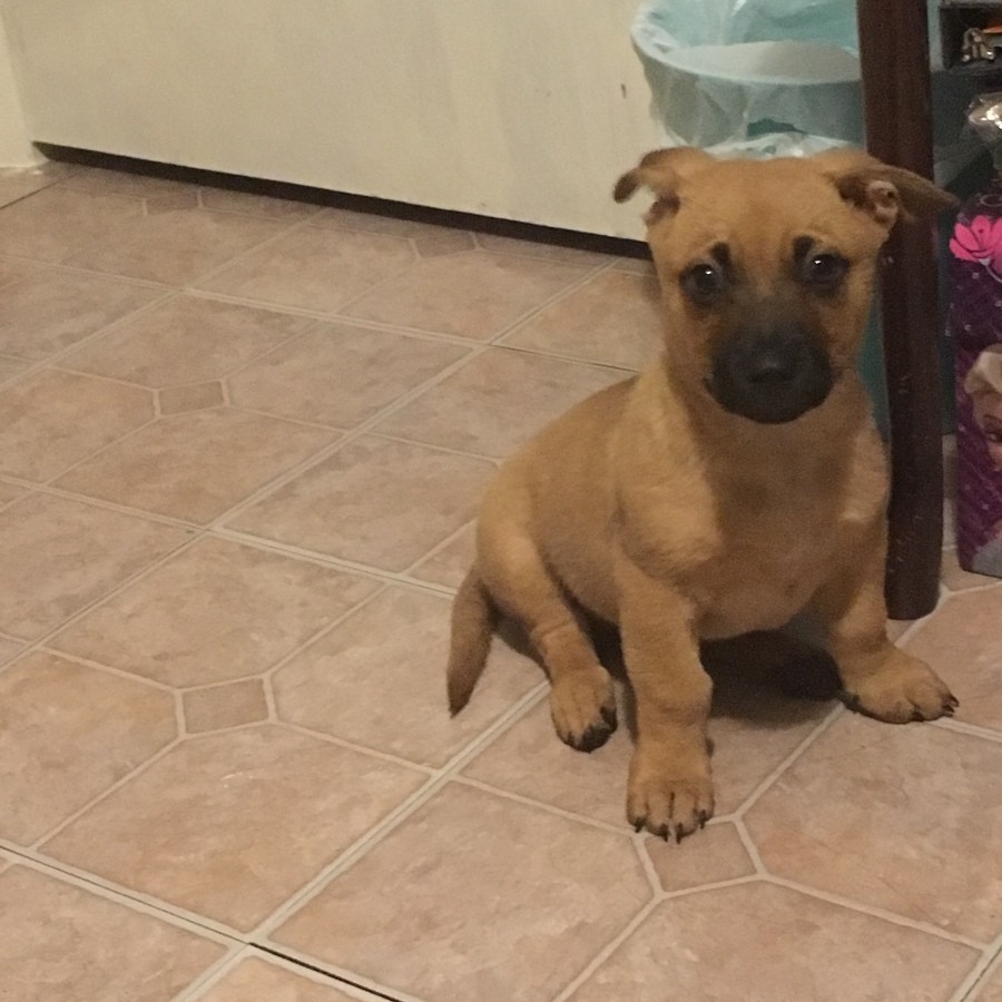 What Breed Is My Puppy? ThriftyFun