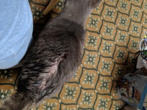 Finding a Vet that Takes Payments - bald spot on a cat