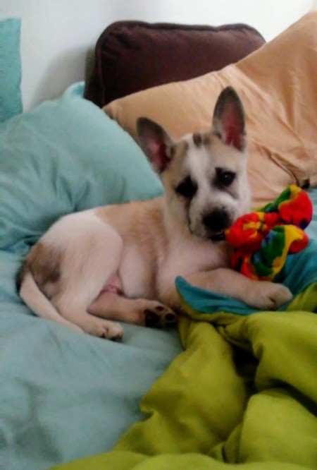 Duke  (Husky Pit Bull Cross) - on the bed