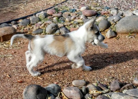 Duke (Husky Pit Bull Cross) - outside carrying a toy