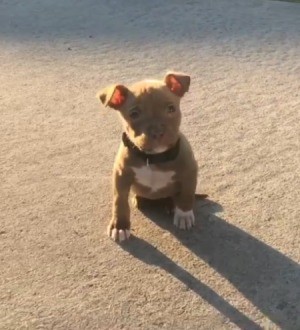 Is My Pit Bull Full Blooded? - small tan puppy