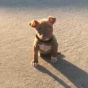 Is My Pit Bull Full Blooded? - small tan puppy