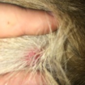 Identifying a Bump on a Dog