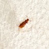 Identifying a Brown Bug on the Bed - small brown bug