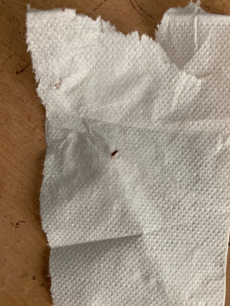 Identifying a Brown Bug on the Bed? ThriftyFun