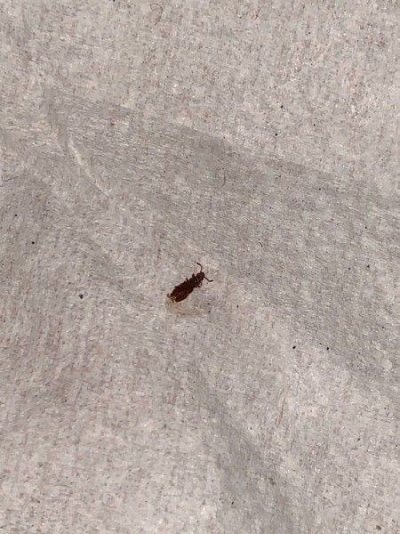 Identifying a Brown Bug on the Bed